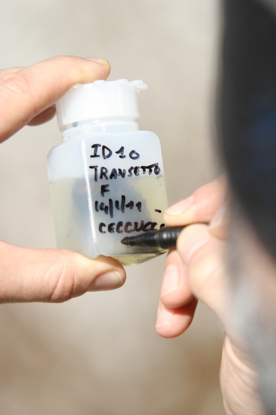 Traccia di lupo sulle Alpi Marittime?